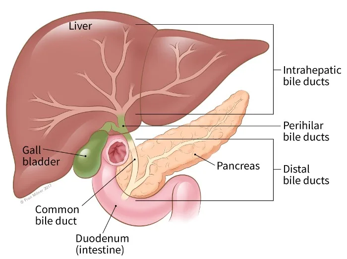 Advanced Gallbladder & Bile Duct Cancer treatment in Bangalore